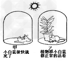 如图是模仿英国科学家普利斯特利做过的一个实验示意图(注:玻璃罩是